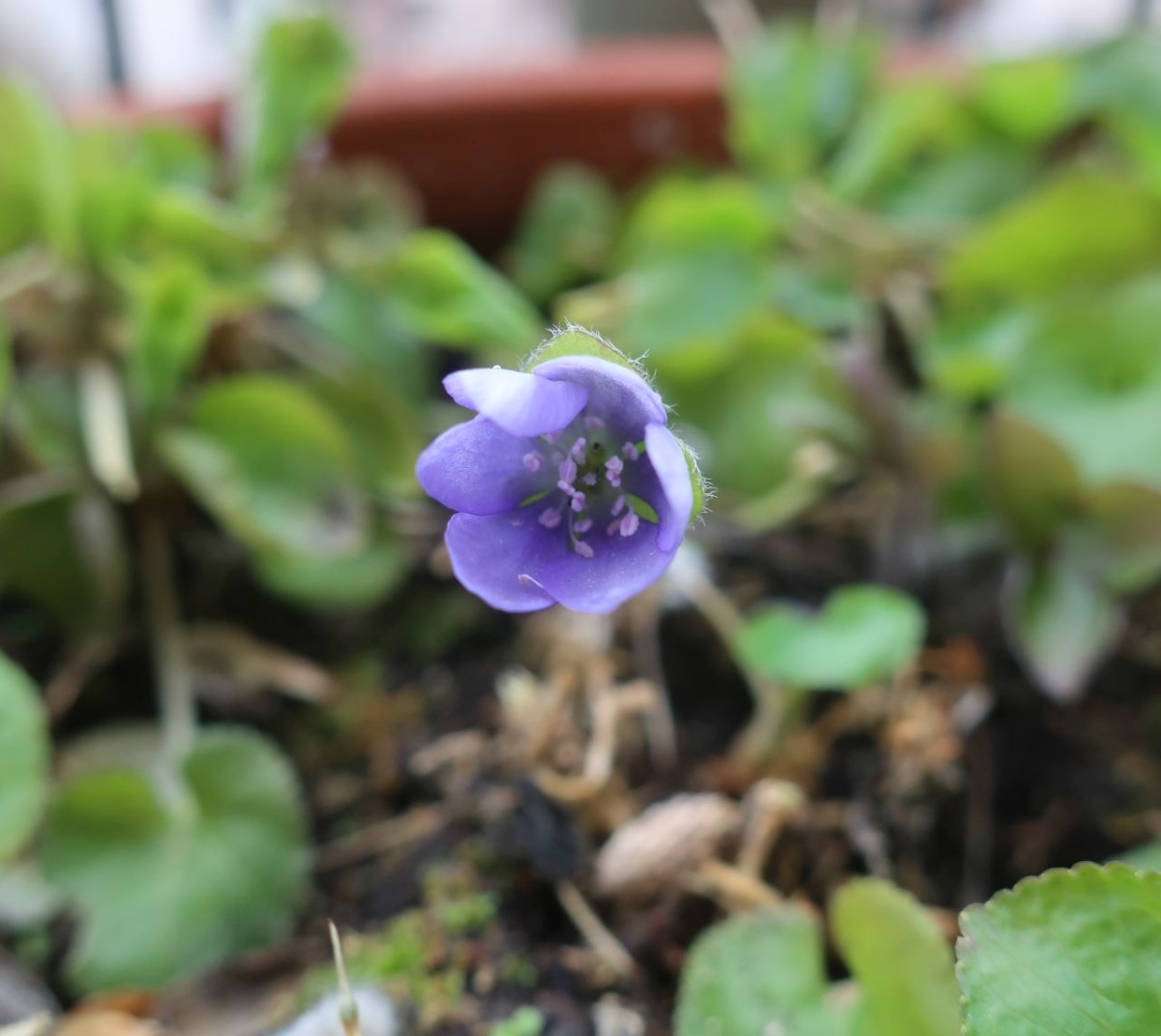 2023-03-24_Hepatica nobilis.jpg