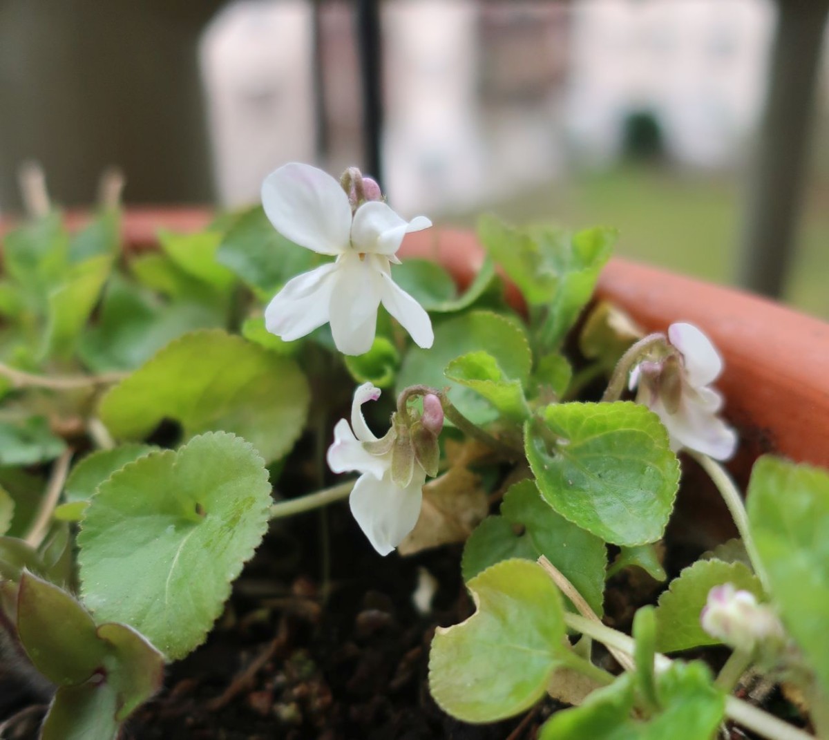2023-03-24_Viola odorata.jpg
