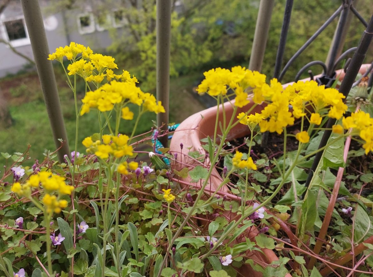 2023-04-25_Alyssum saxatile.jpg