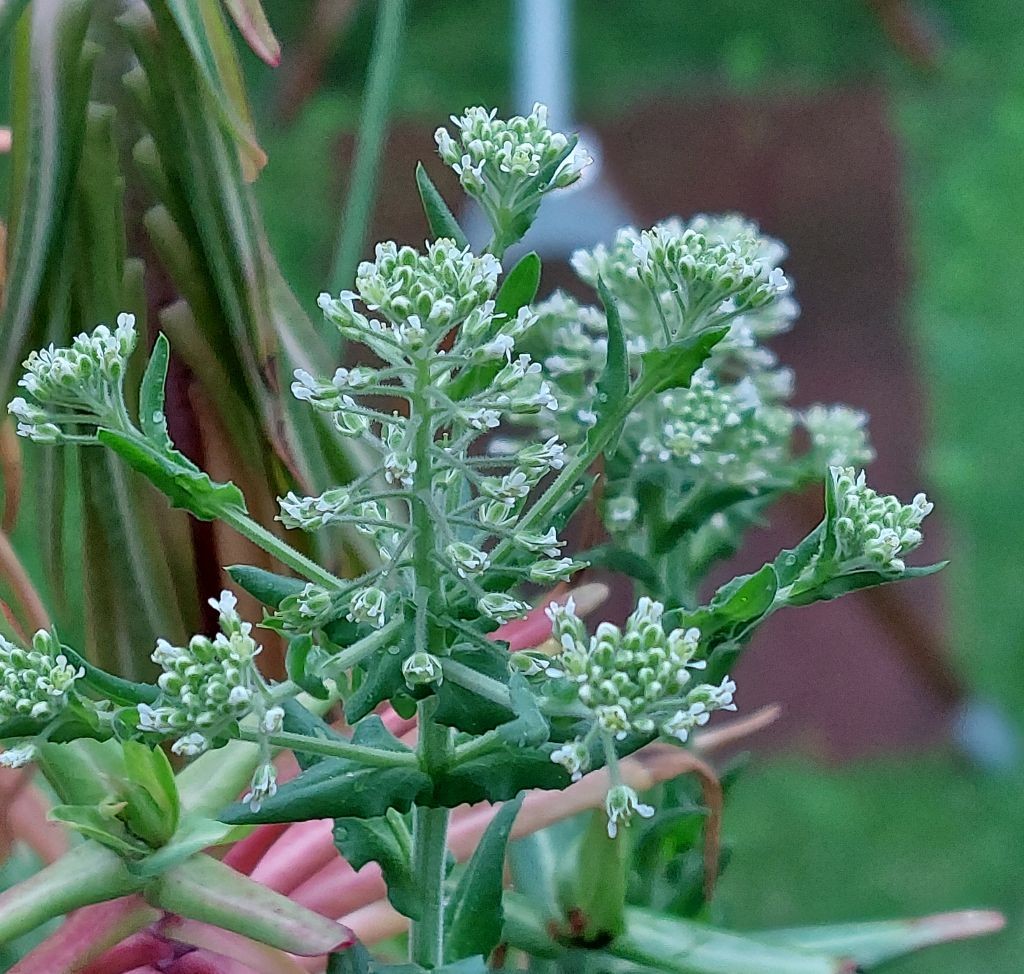 2023-05-11_Lepidium campestre.jpg
