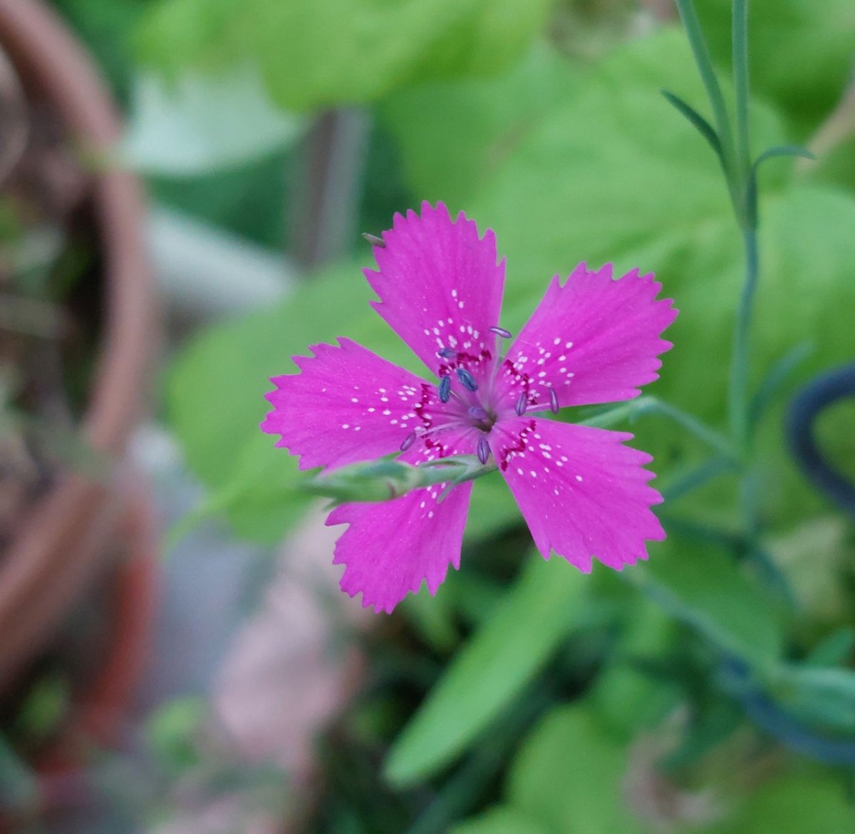 2023-06-08_Dianthus deltoides.jpg