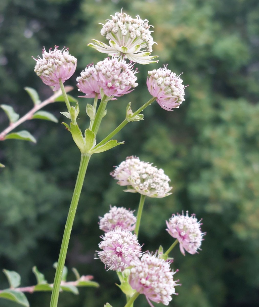 2023-06-30_Astrantia major.jpg