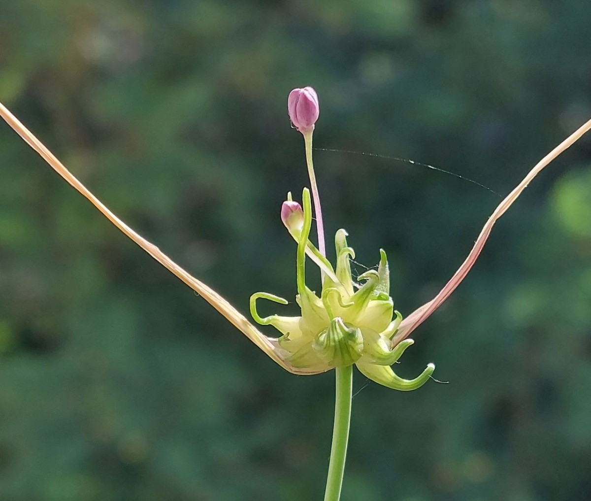 2023-07-14_Allium carinatum.jpg