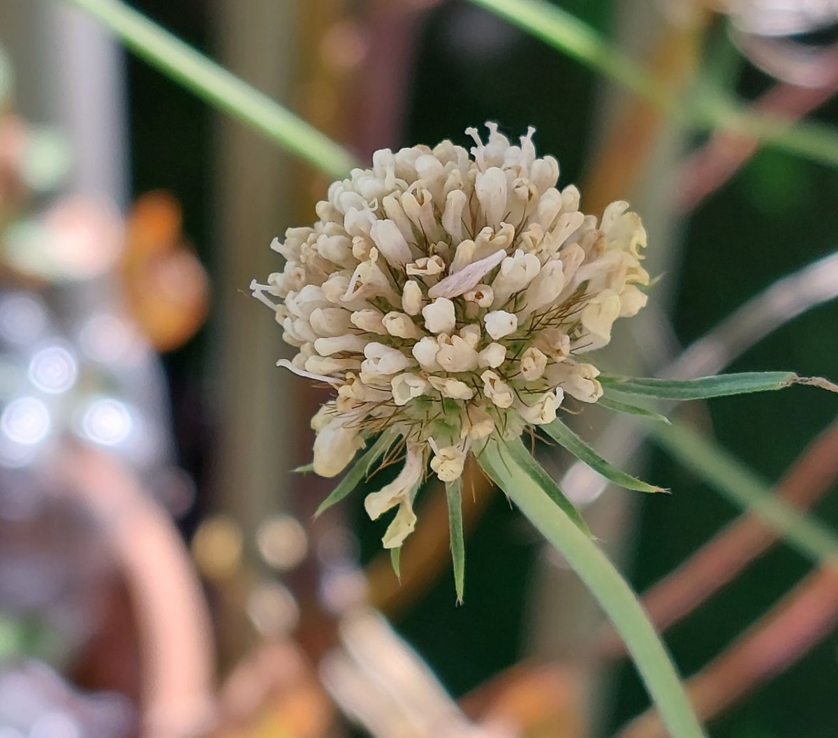 2023-07-14_Scabiosa ochroleuca.jpg