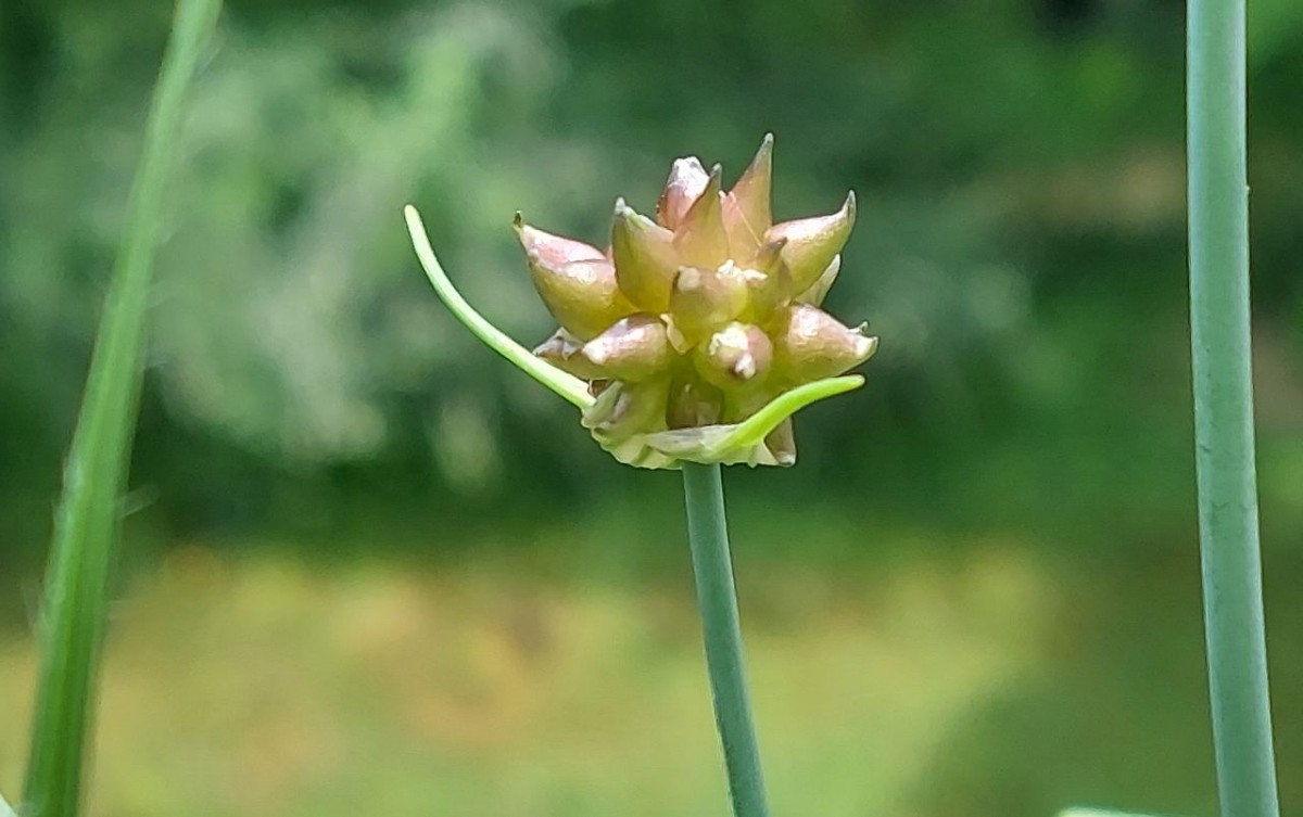 2023-07-16_Allium oleraceum.jpg