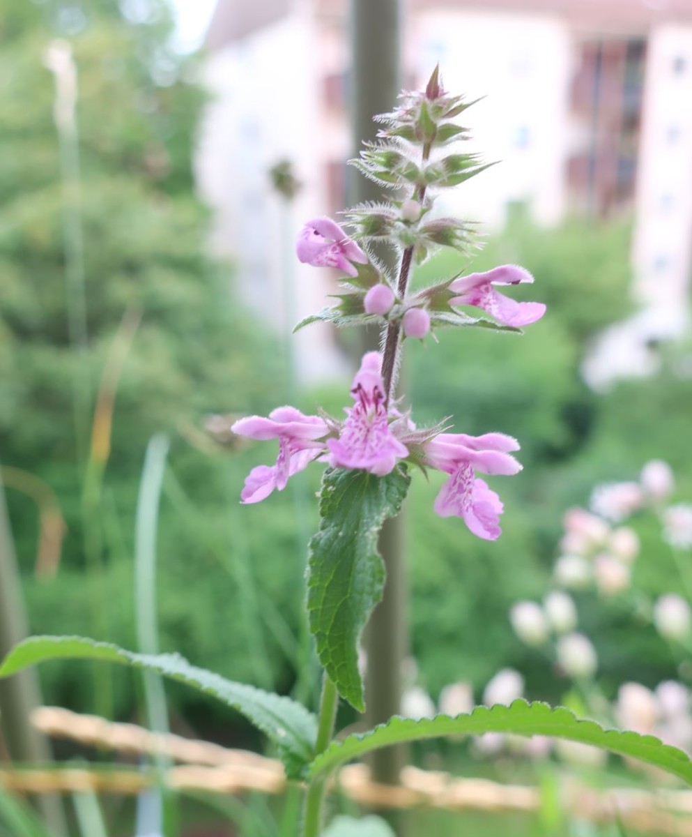 2023-08-05_Stachys palustris.jpg