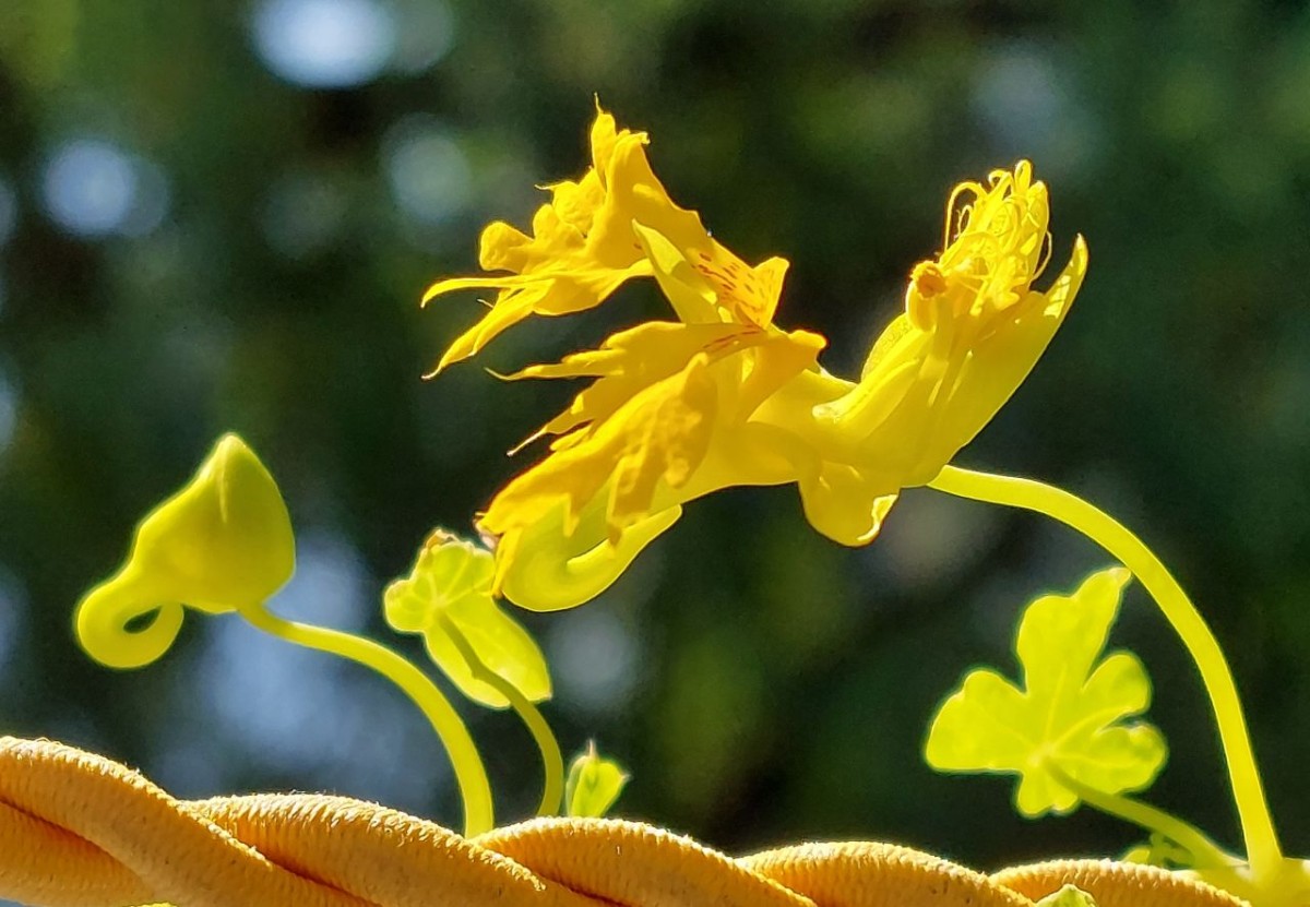 2023-08-11_Tropeaolum peregrinum.jpg