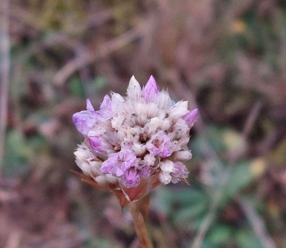 2024-12-12_Armeria maritima ssp elongata_NSG Boerstig Hallstadt.jpg