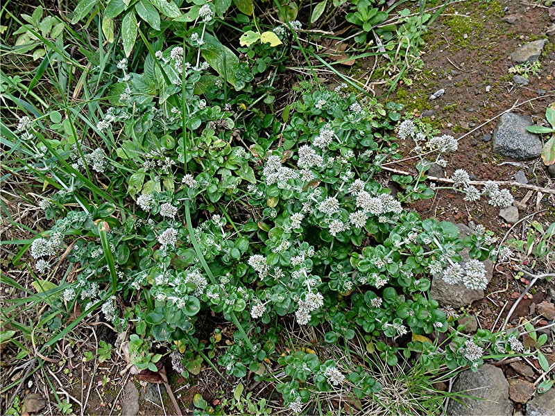 DSC00817 Ausschnitt, Helligkeit, Schärfe, klein.jpg