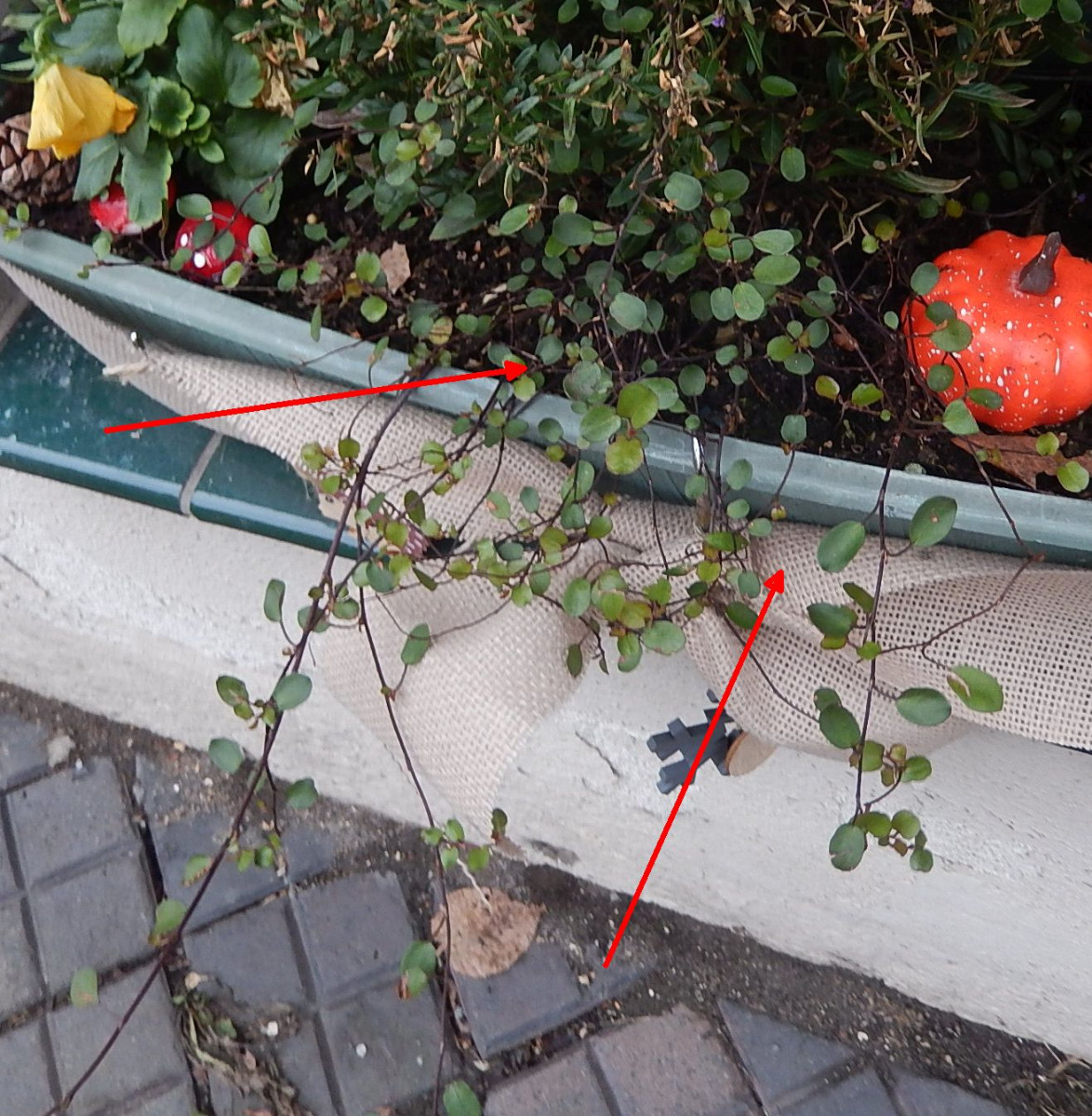 DSCN6150.JPG