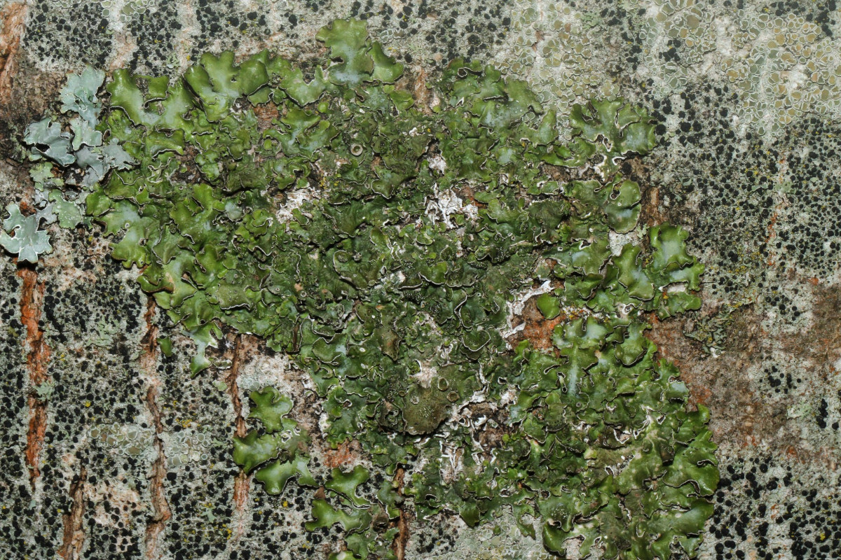 k-Pleurosticta acetabulum_Essigflechte_Buschdorf_02.jpg