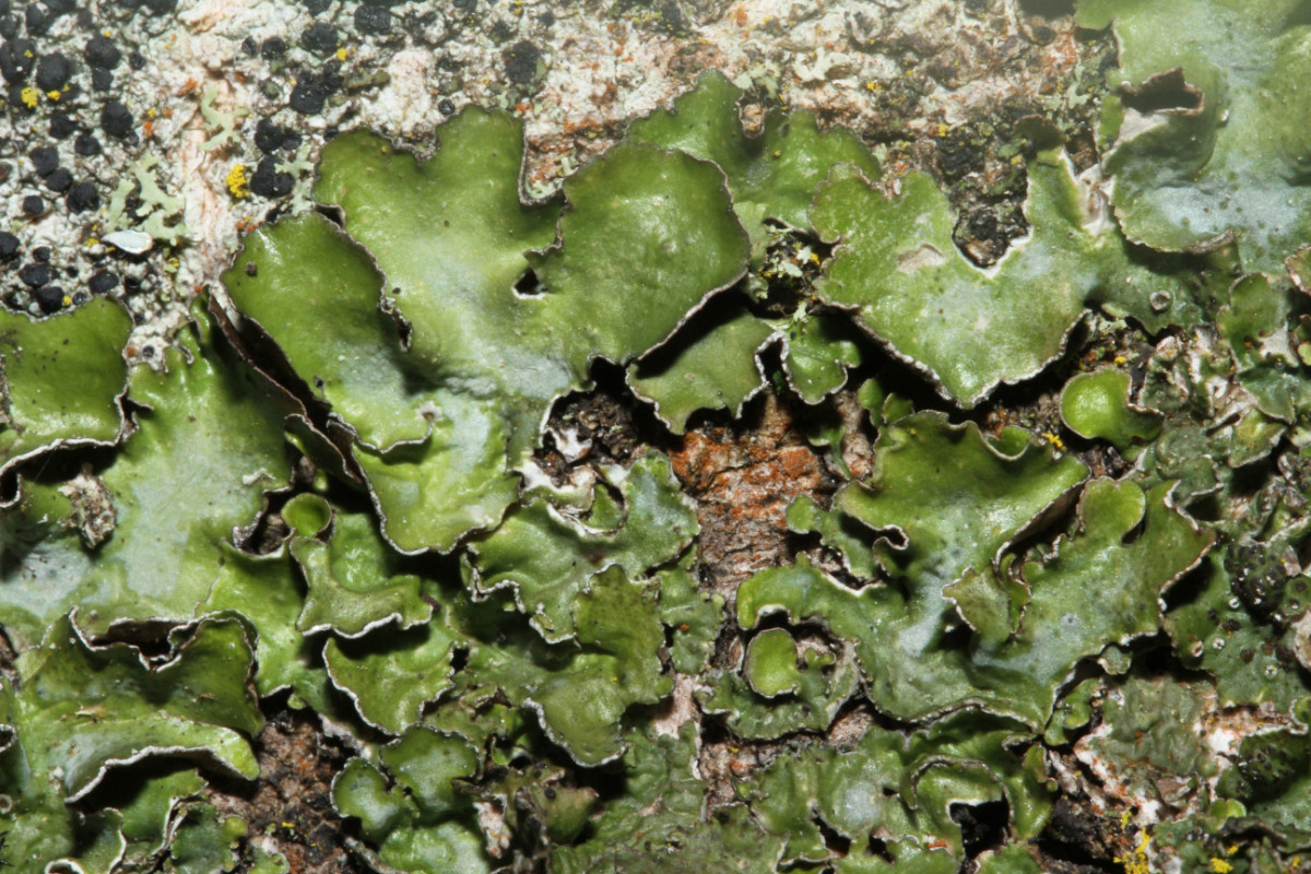 k-Pleurosticta acetabulum_Essigflechte_Buschdorf_03.JPG