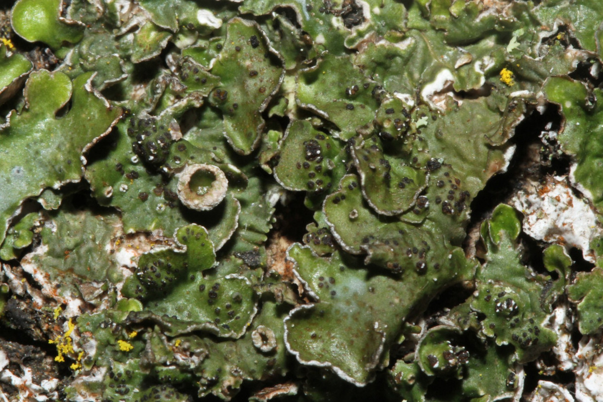 k-Pleurosticta acetabulum_Essigflechte_Buschdorf_05.jpg