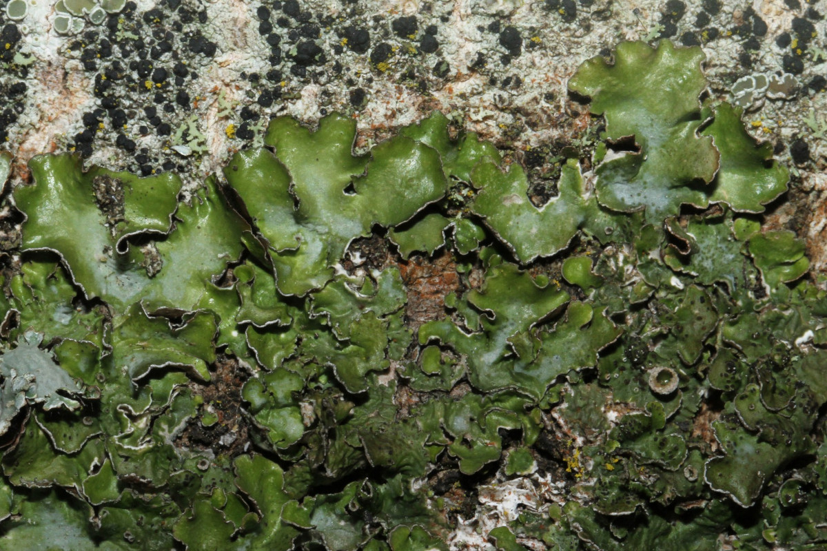 k-Pleurosticta acetabulum_Essigflechte_Buschdorf_09.jpg
