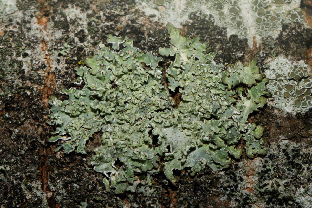 k-Fl_01.JPG