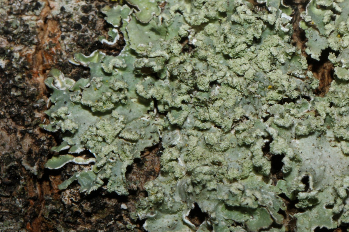k-Fl_02.jpg