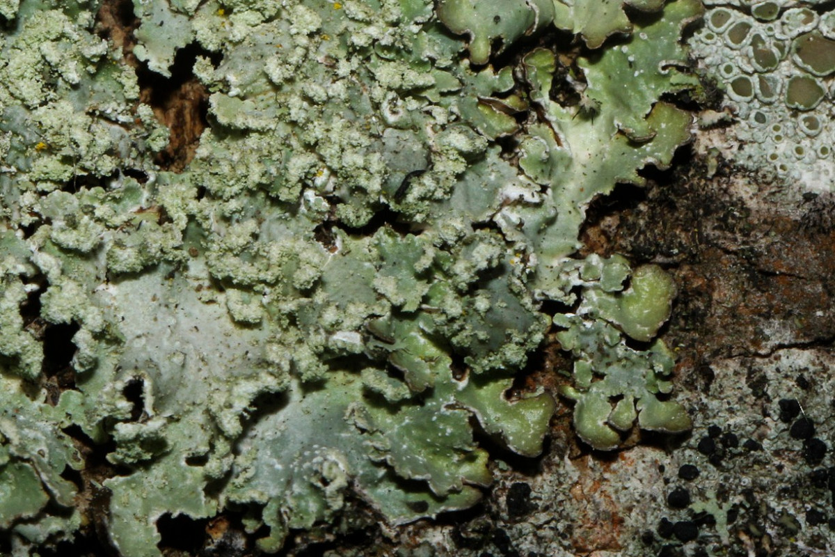 k-Fl_03.jpg