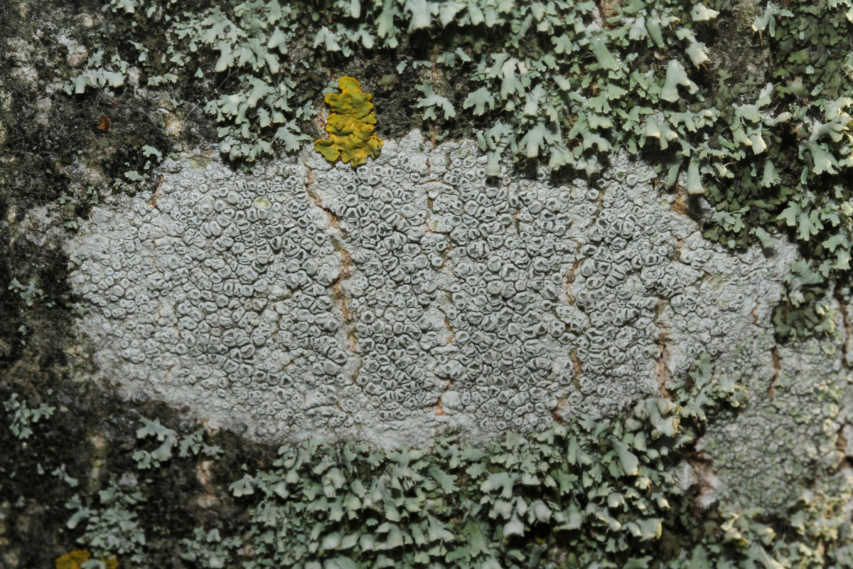 k-Leconora_01.JPG