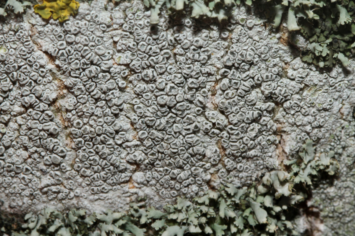 k-Leconora_02.JPG