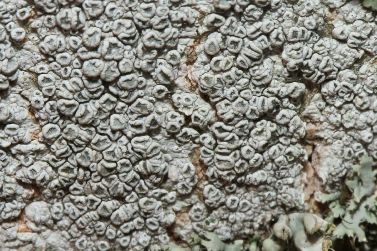 k-Leconora_03.jpg