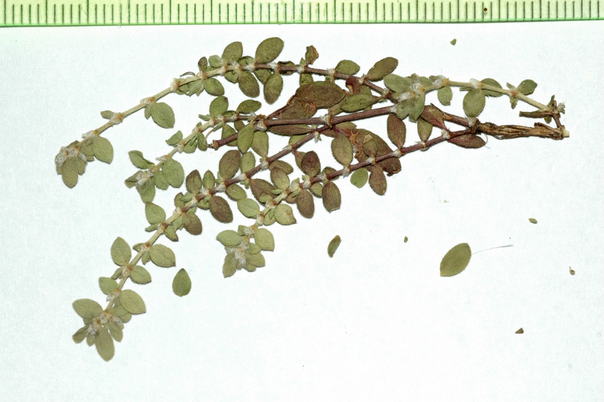 Kunzmann-4.JPG