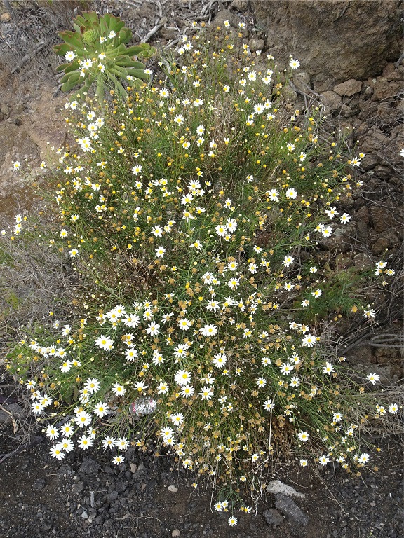 DSC01027 Zierliche Kanarenmargerite, Argyranthemum gracile, Ausschnitt, Schärfe, klein.jpg