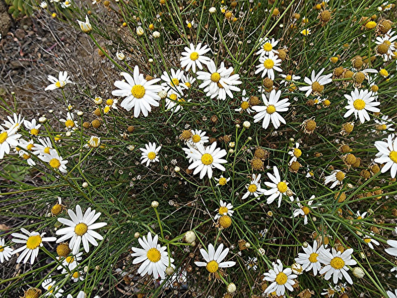 DSC01028 Zierliche Kanarenmargerite, Argyranthemum gracile, Schärfe, klein.jpg