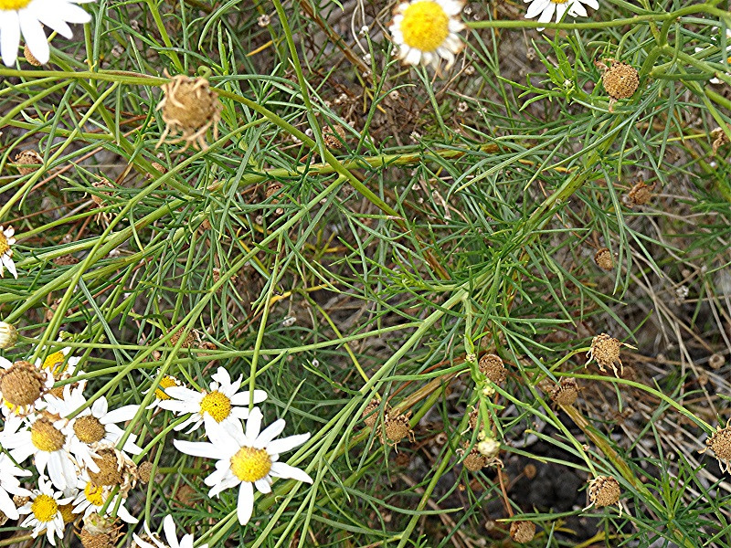 DSC01029 Zierliche Kanarenmargerite, Argyranthemum gracile, Schärfe, klein.jpg