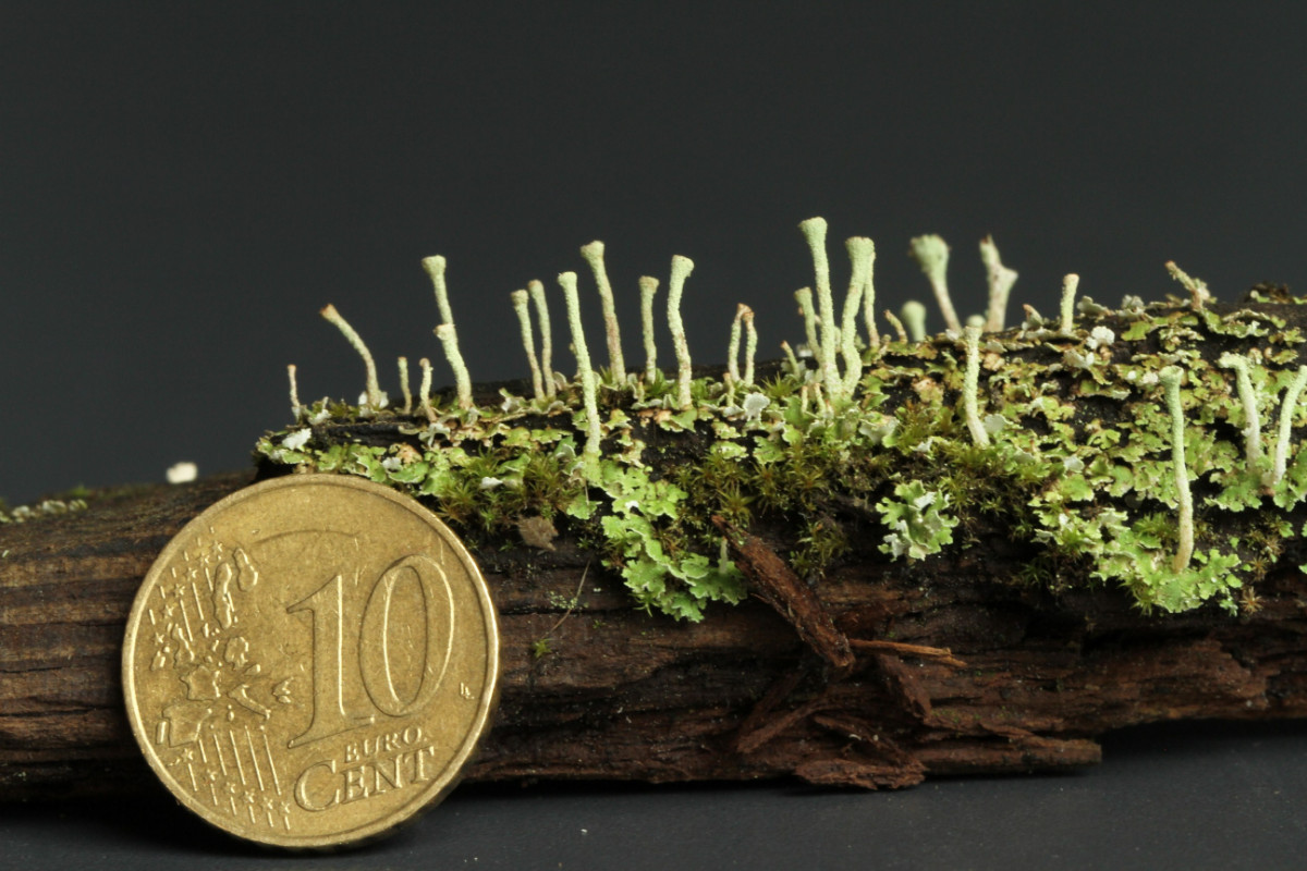 k-Cladonia_01.JPG