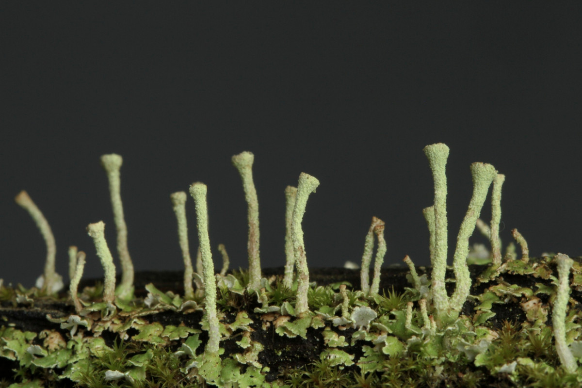 k-Cladonia_02.JPG
