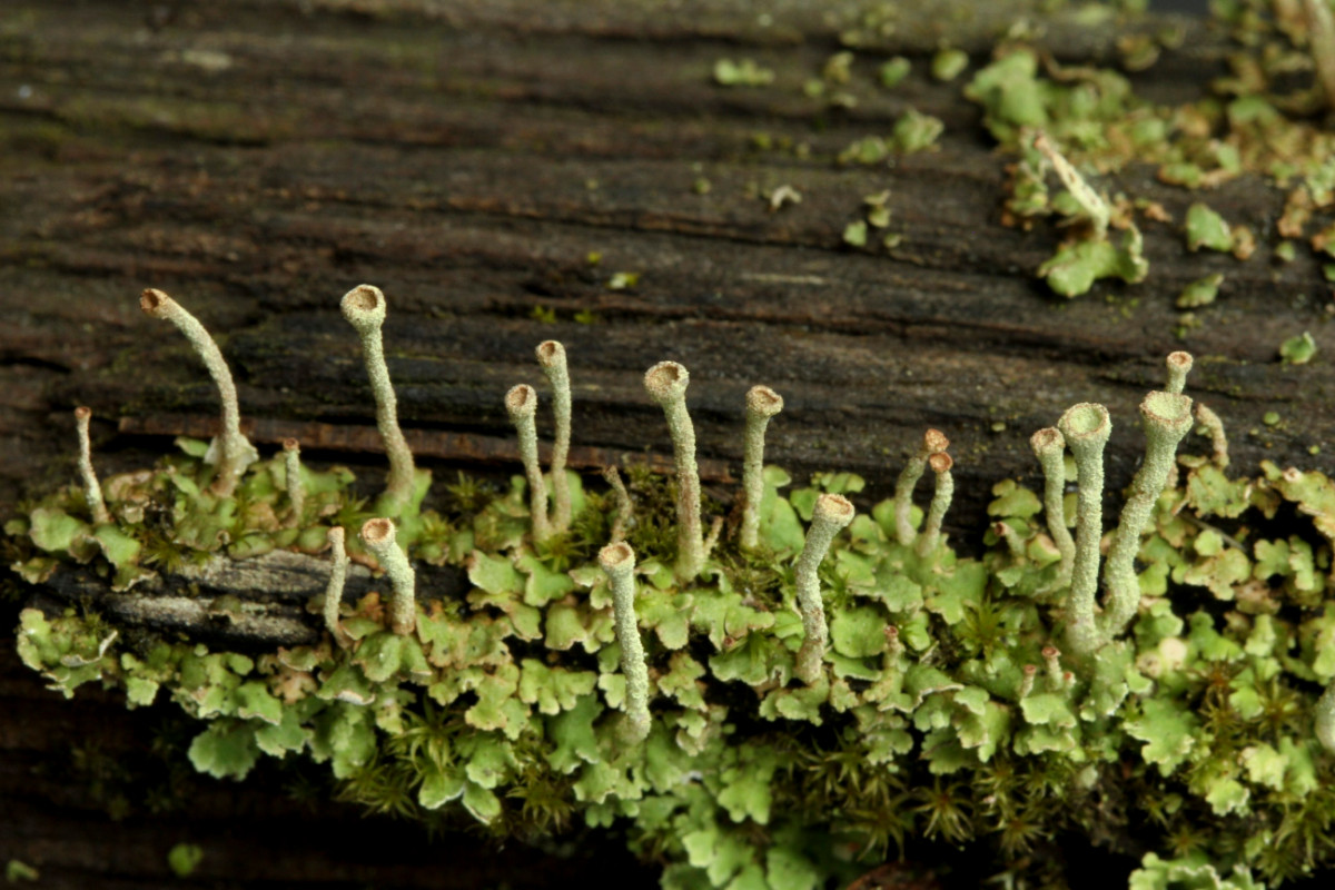 k-Cladonia_03.JPG