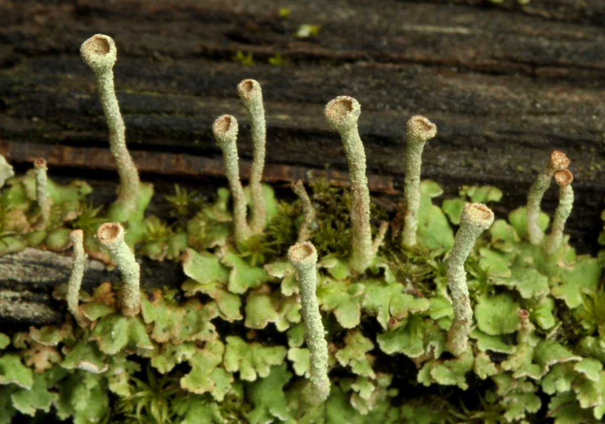k-Cladonia_04.JPG