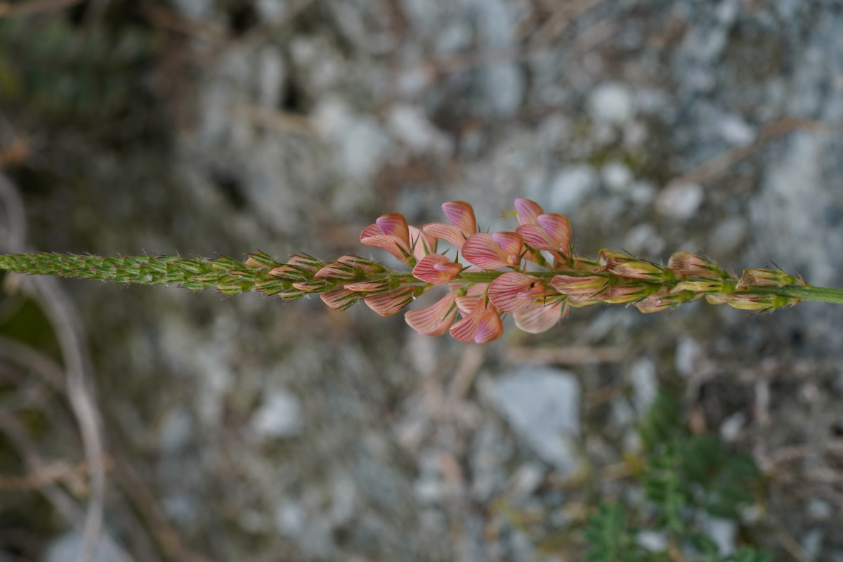 DSC07898.JPG