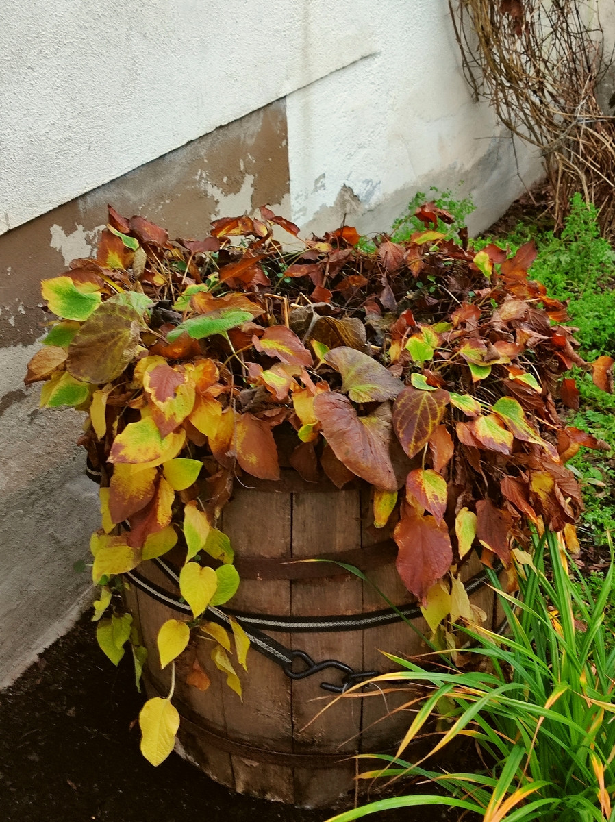 Pflanzen im Fass, verbräunend