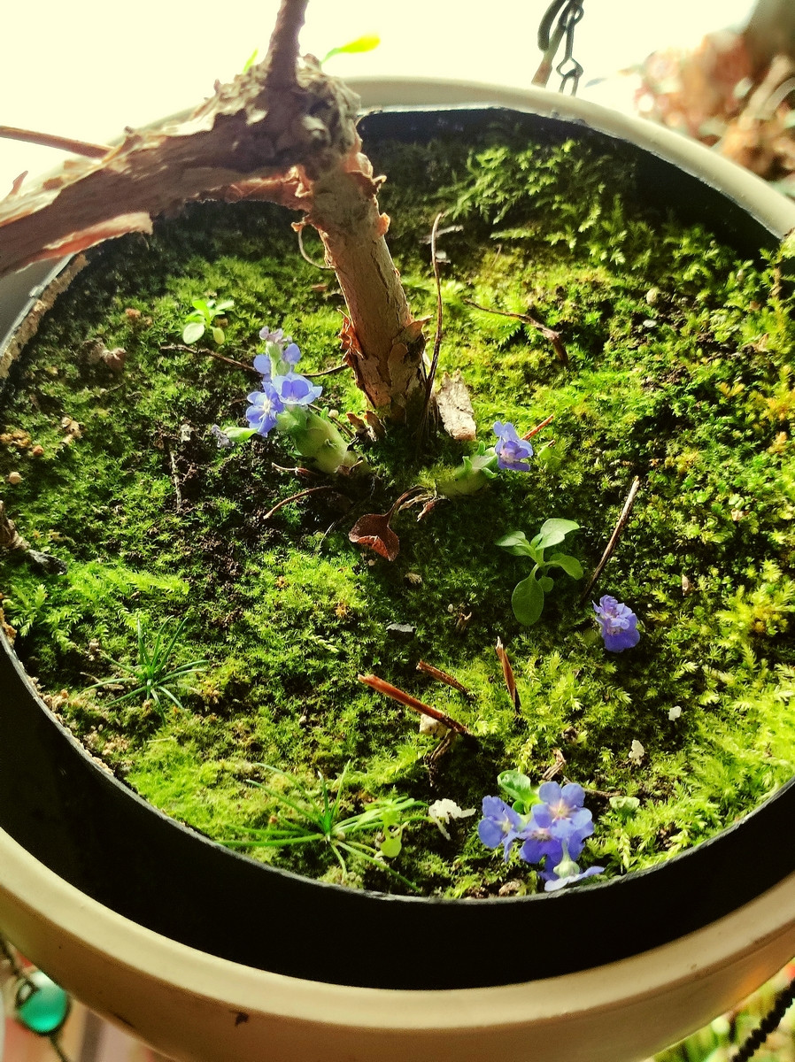 Pflanzen in der Ampel blühend