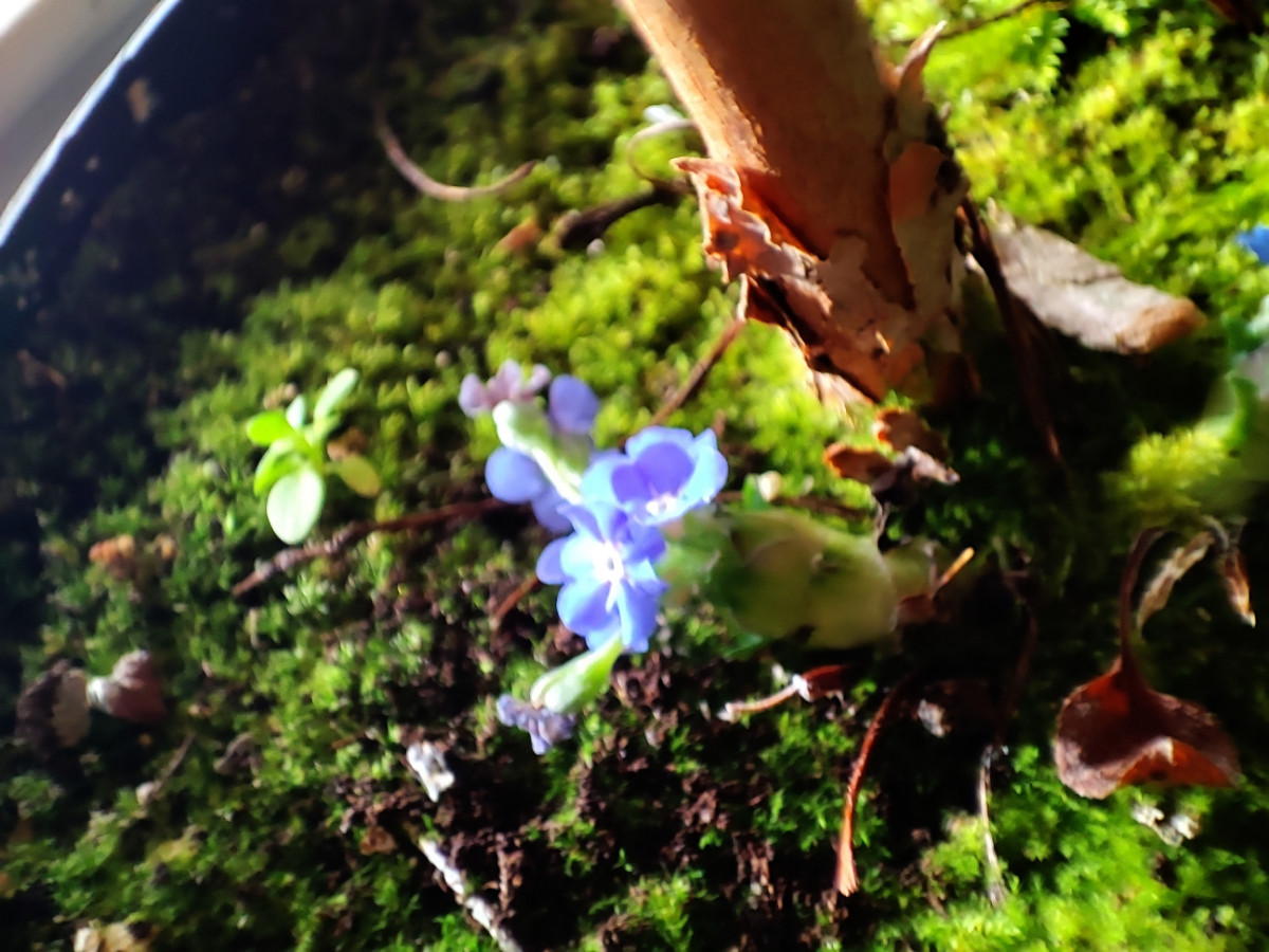 Pflanzenstrunk mit Blüte