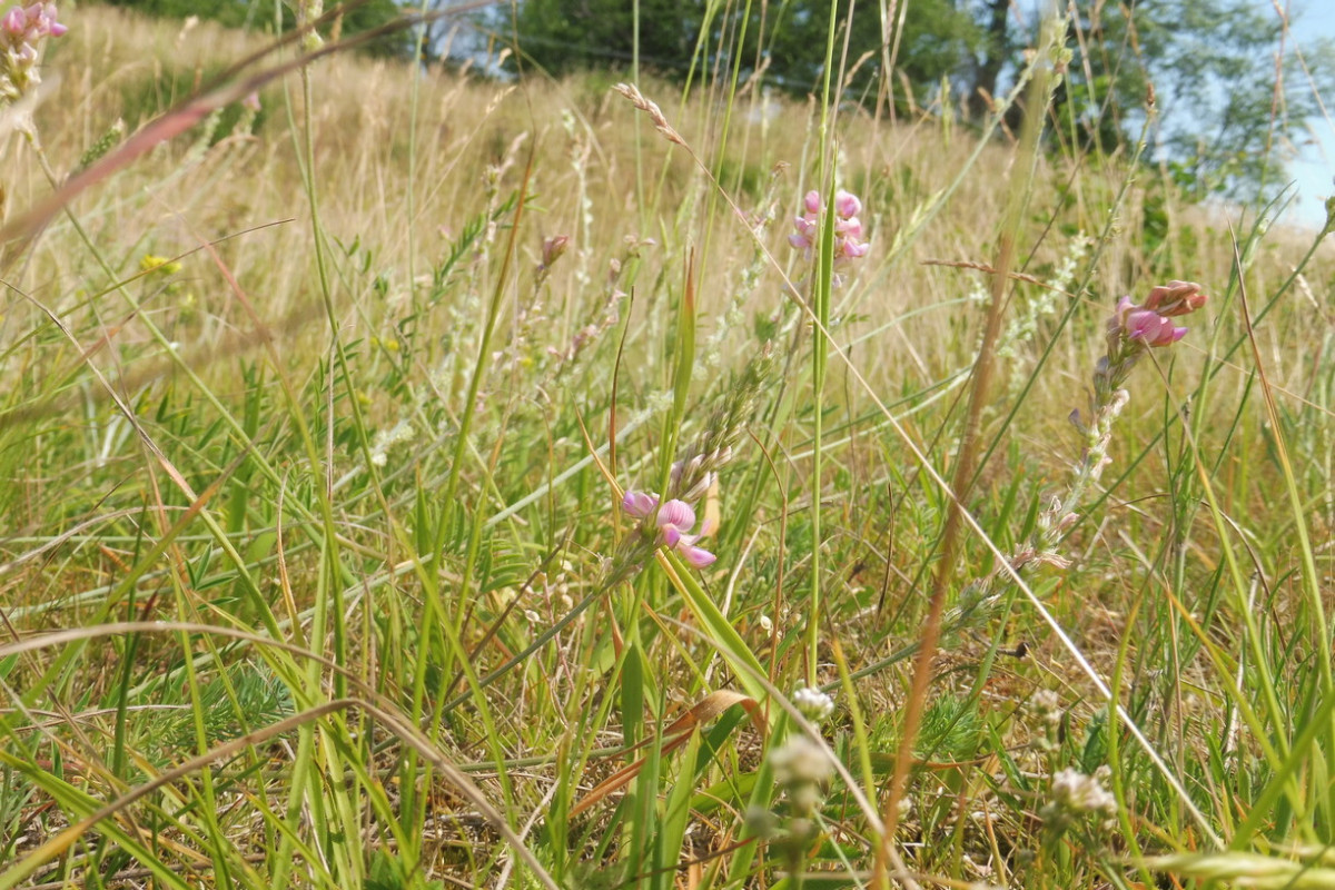 Onobrychis arenaria.JPG