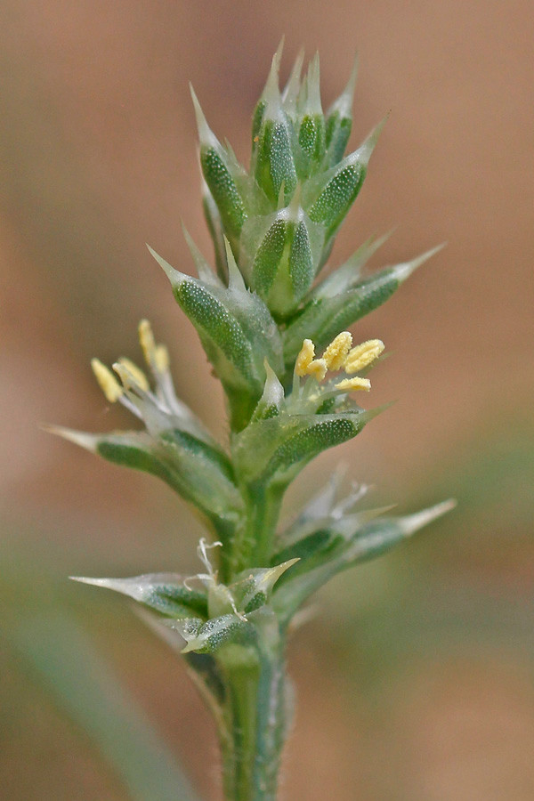 Salsola kali - Kali-Salzkraut (Blütenstand).jpg