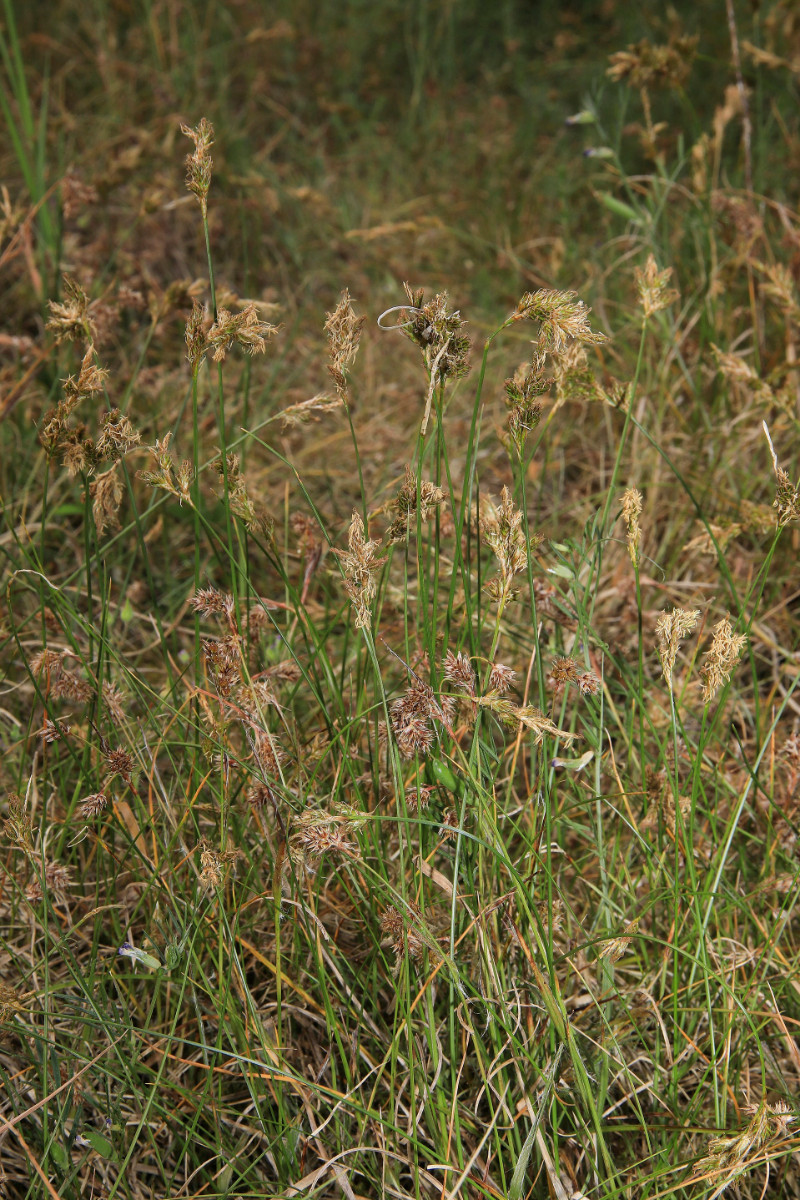 k-3334_01_Französische Segge_Carex ligerica.JPG