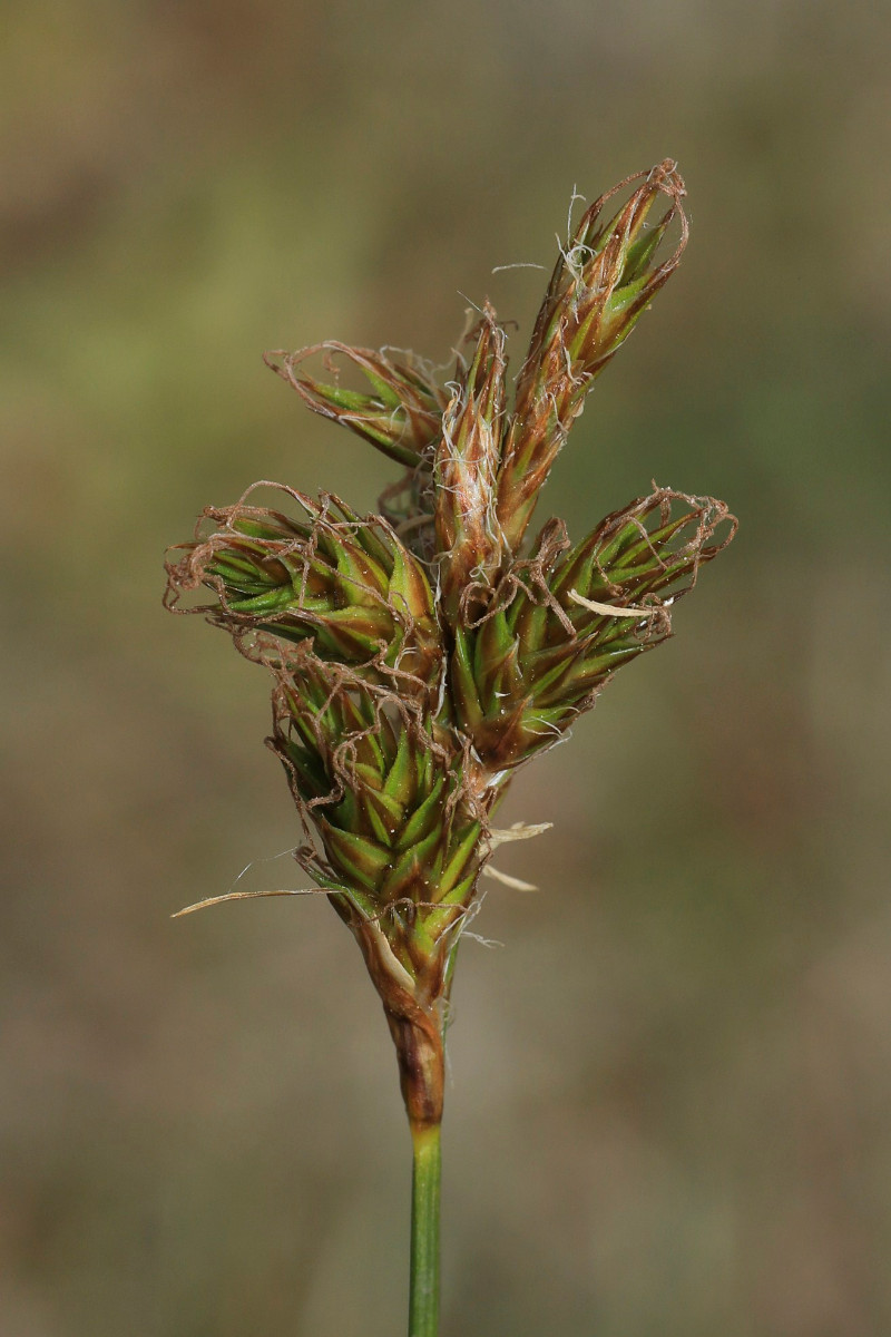 k-3334_05_Französische Segge_Carex ligerica.JPG