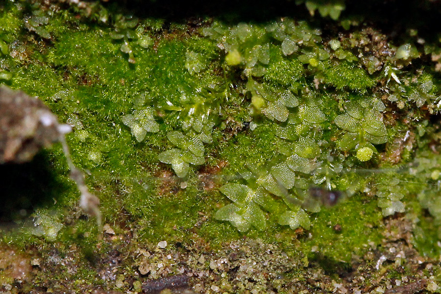 Calypogeia integristipula - Ungeteiltblättriges Bartkelchmoos.jpg