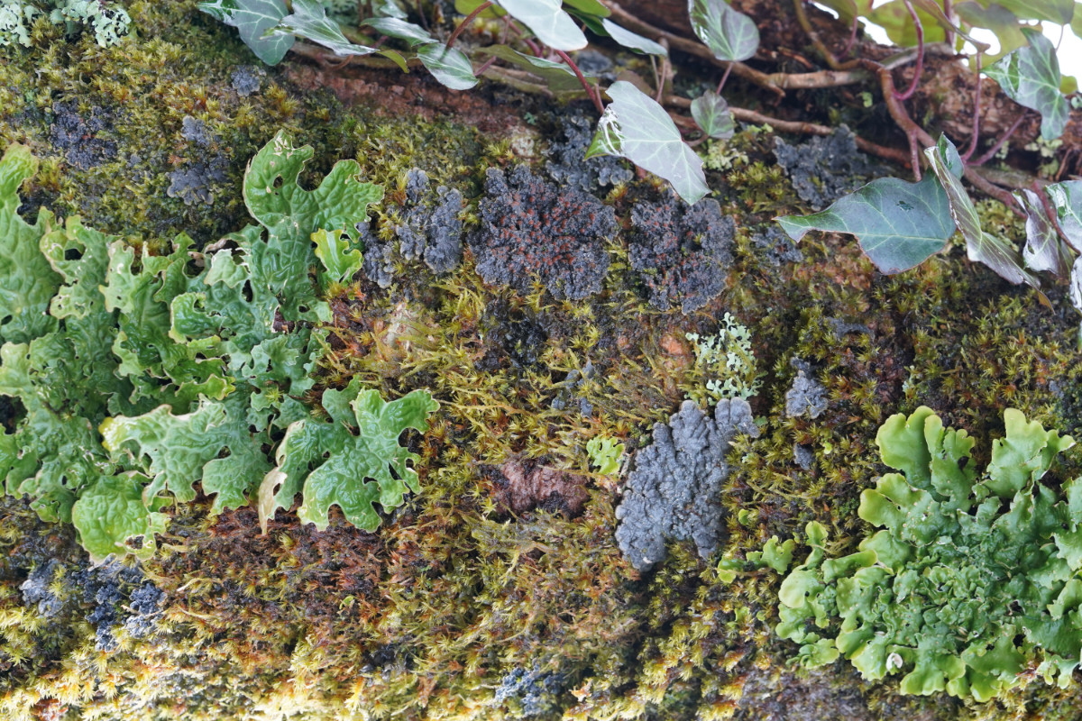02Lobaria pulmonaria mit virens und Degelia plumbea und atlantica.JPG