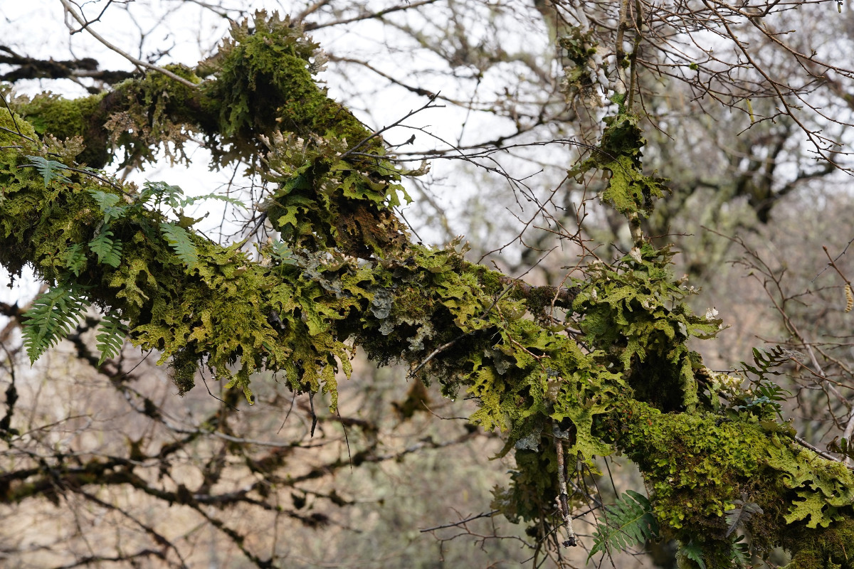 03_Lobaria pulmonaria DSC00771.JPG