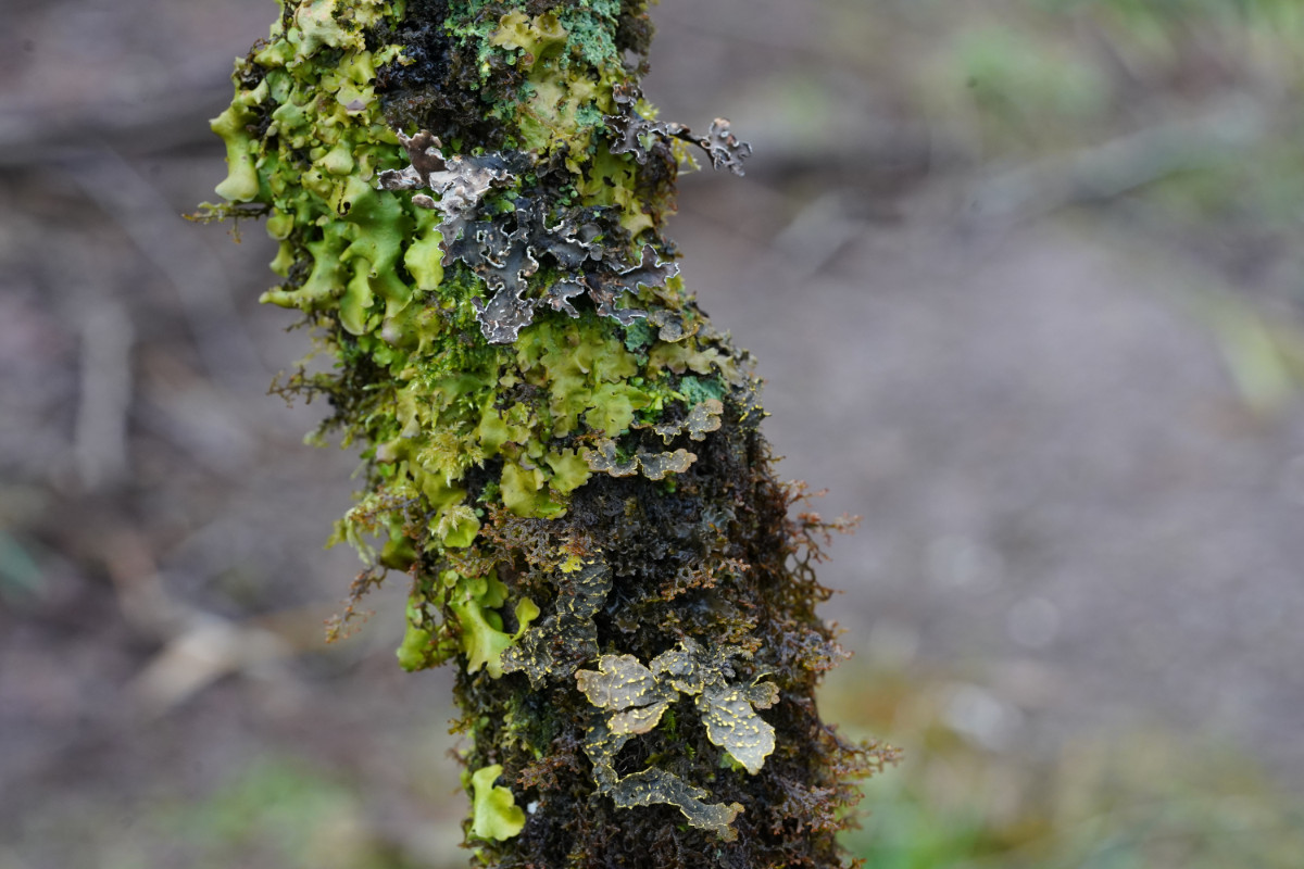 04_Lobaria virens mit Pseudocyphellaria crocata und norvegica.JPG