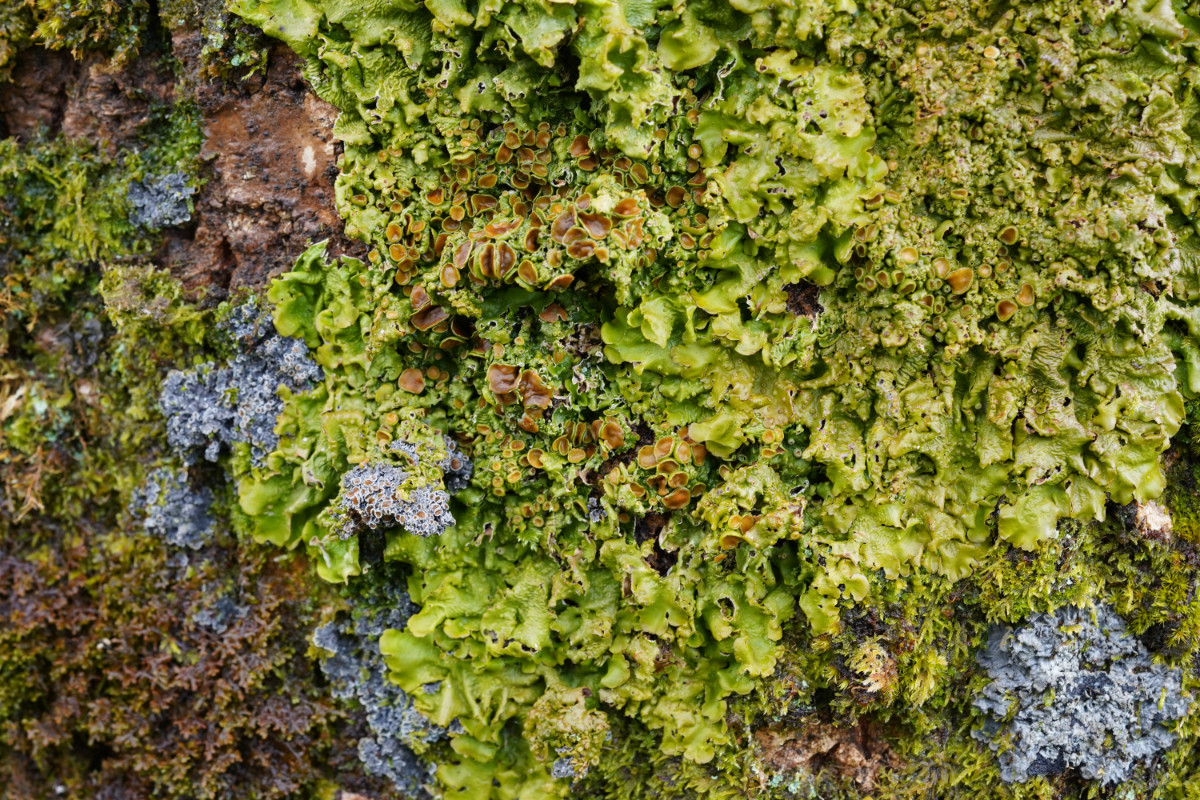 05_Lobaria virens mit Pannaria rubiginosa.JPG