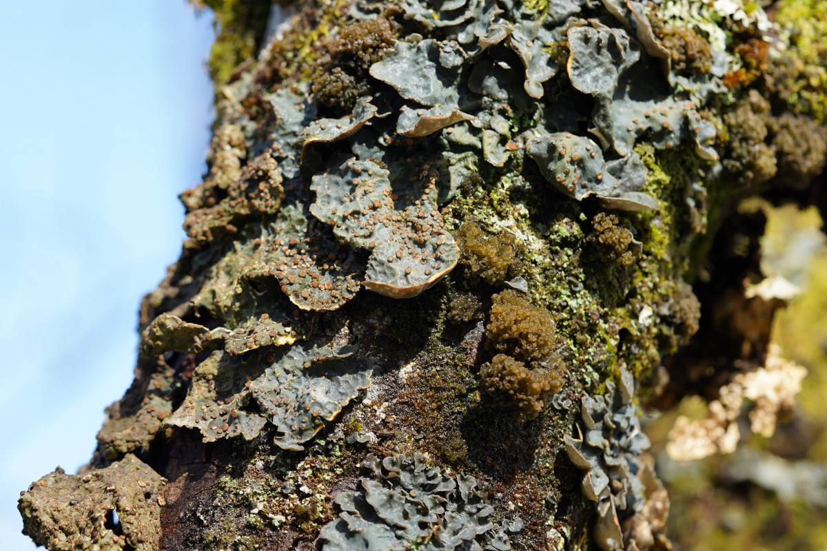 06_Lobaria scobiculata und Collema fasciculare.JPG