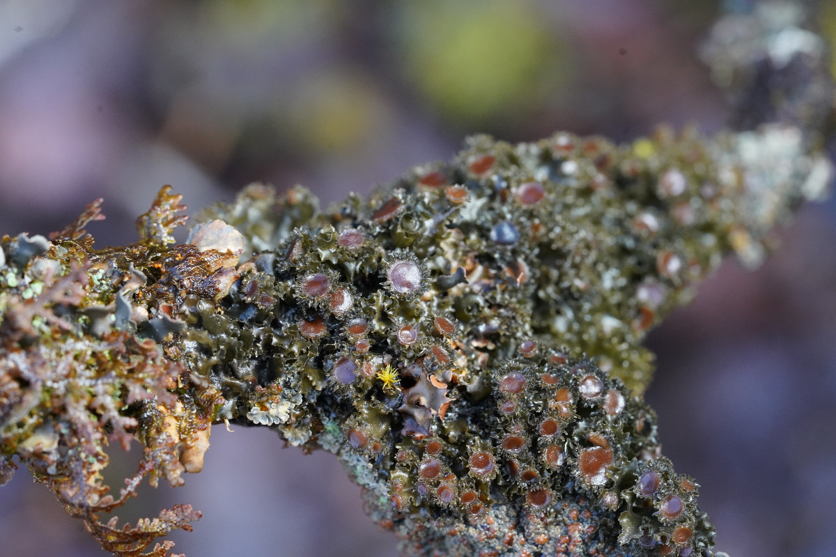 08_Leptogium burgessii.JPG