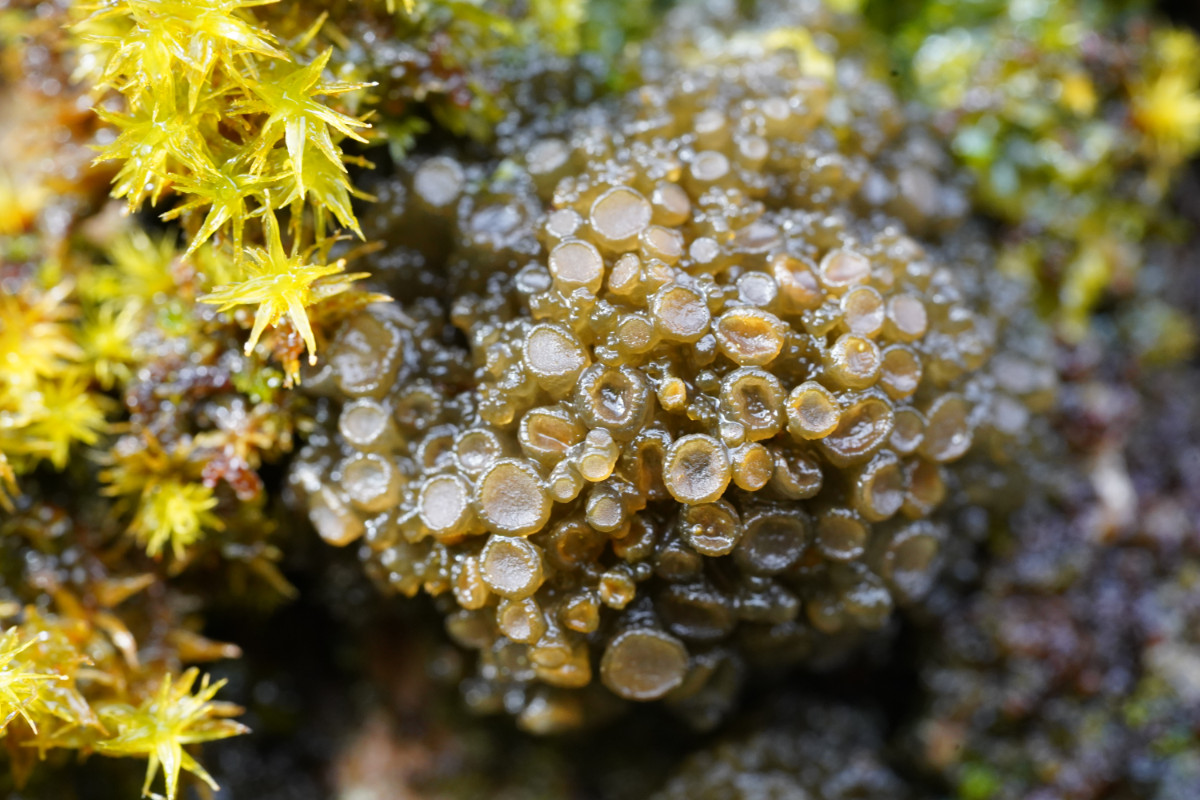 Collema fasciculare 1.JPG