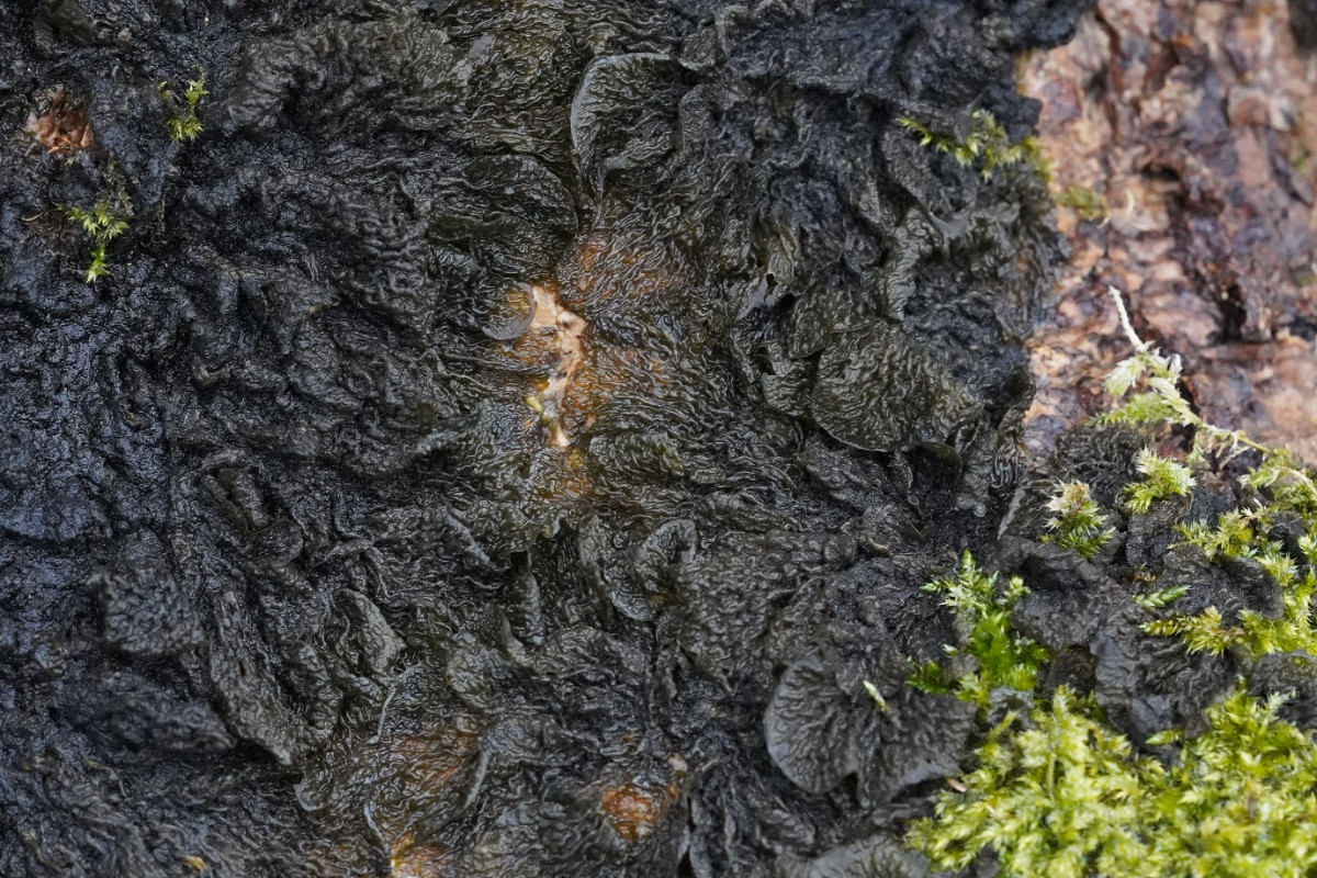 Collema furfuraceum.JPG