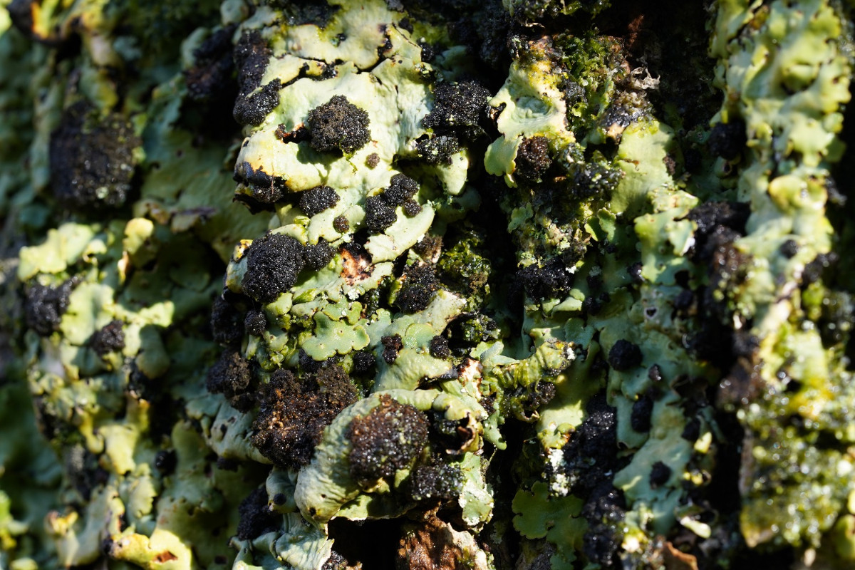 Lobaria amplissima.JPG